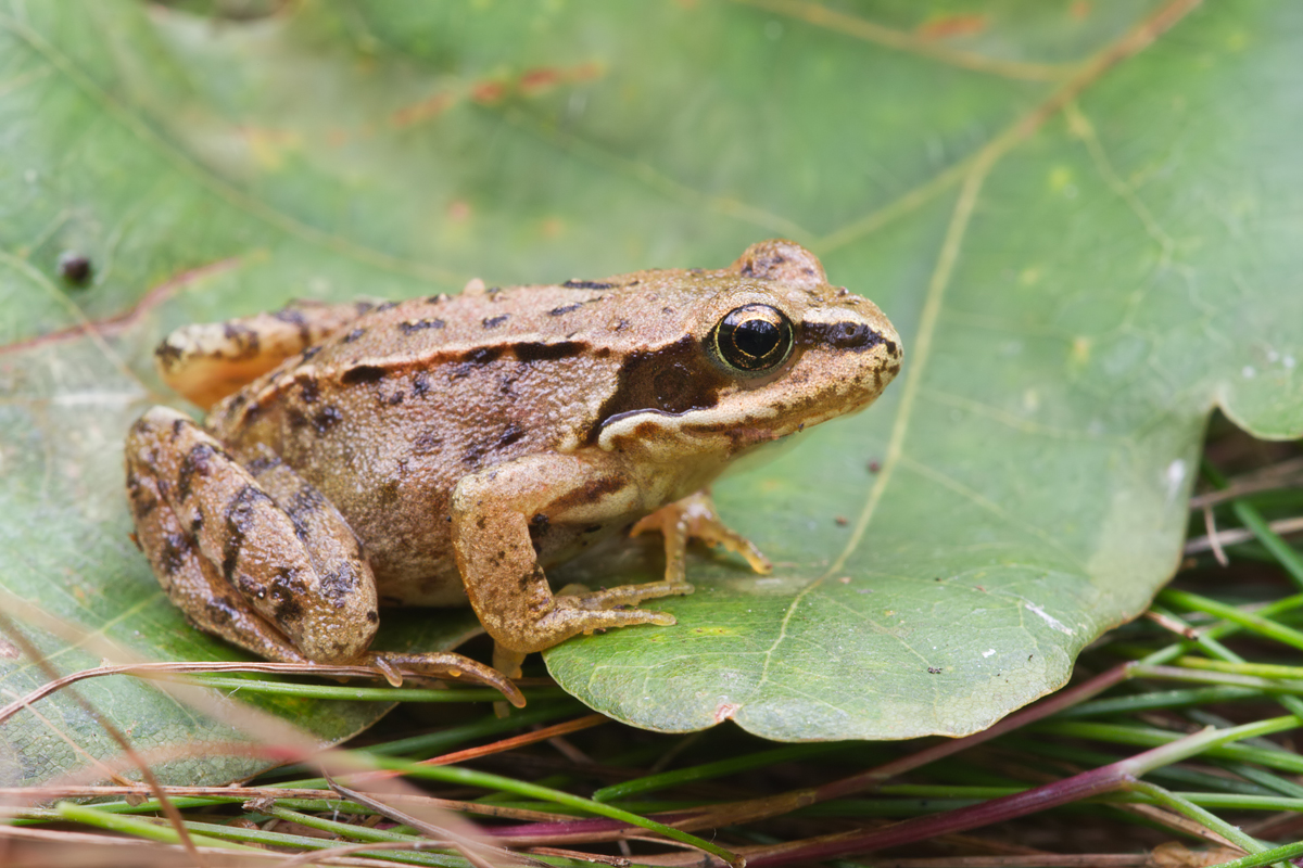 Common Frog Alchetron The Free Social Encyclopedia